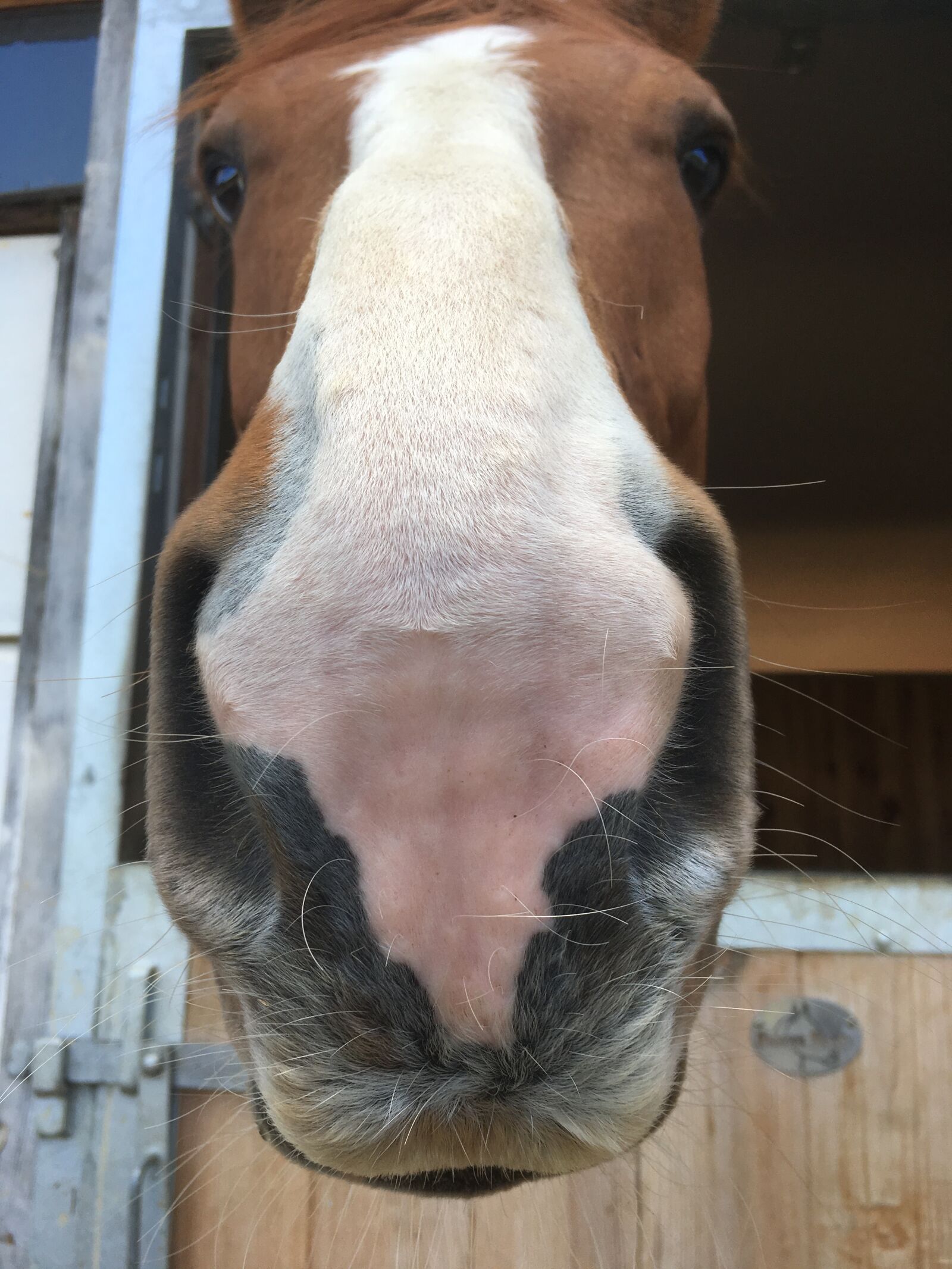 iPhone SE back camera 4.15mm f/2.2 sample photo. Horse, mouth, close up photography