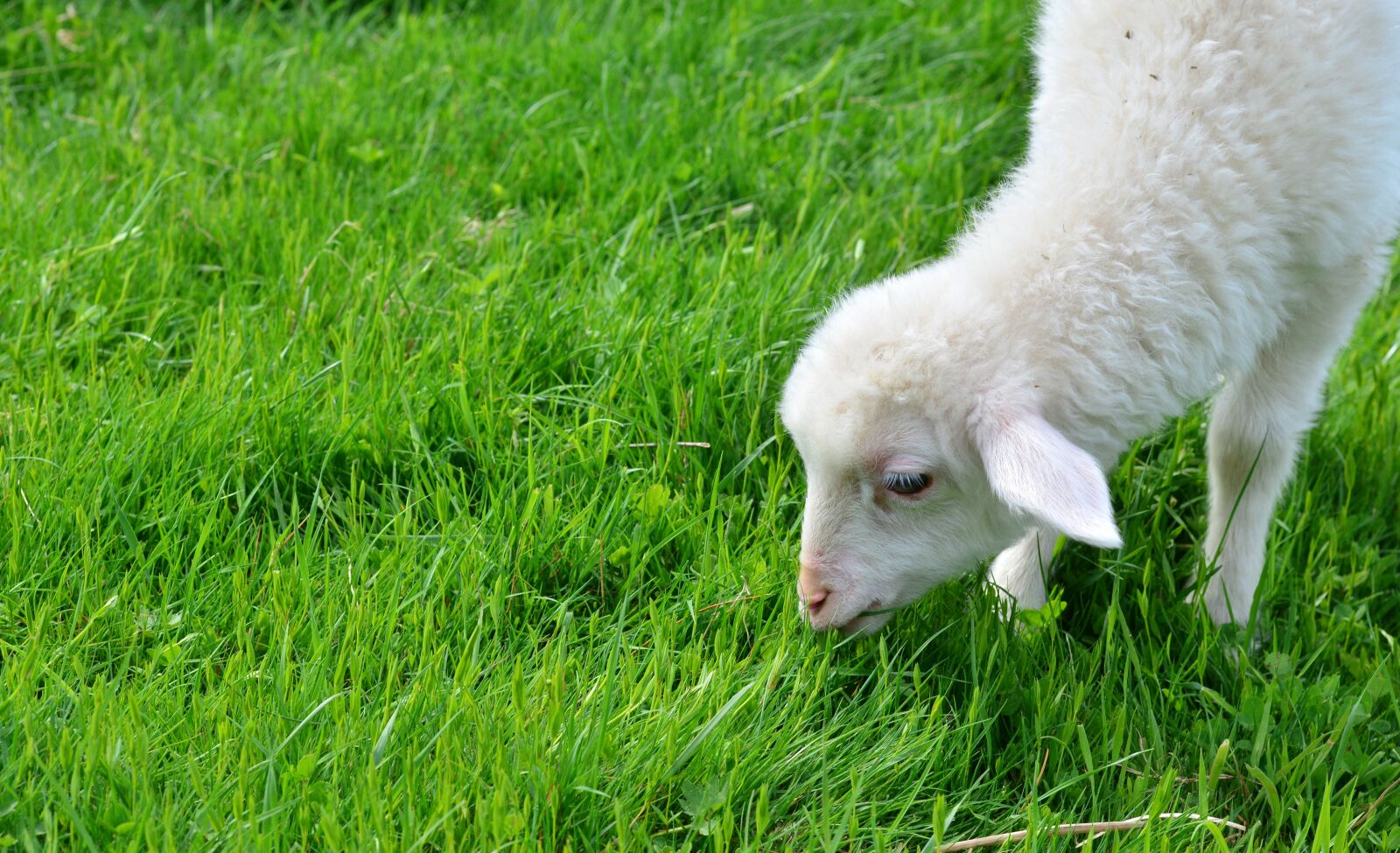 Nikon D5200 sample photo. Sheep, schäfchen, lamb photography