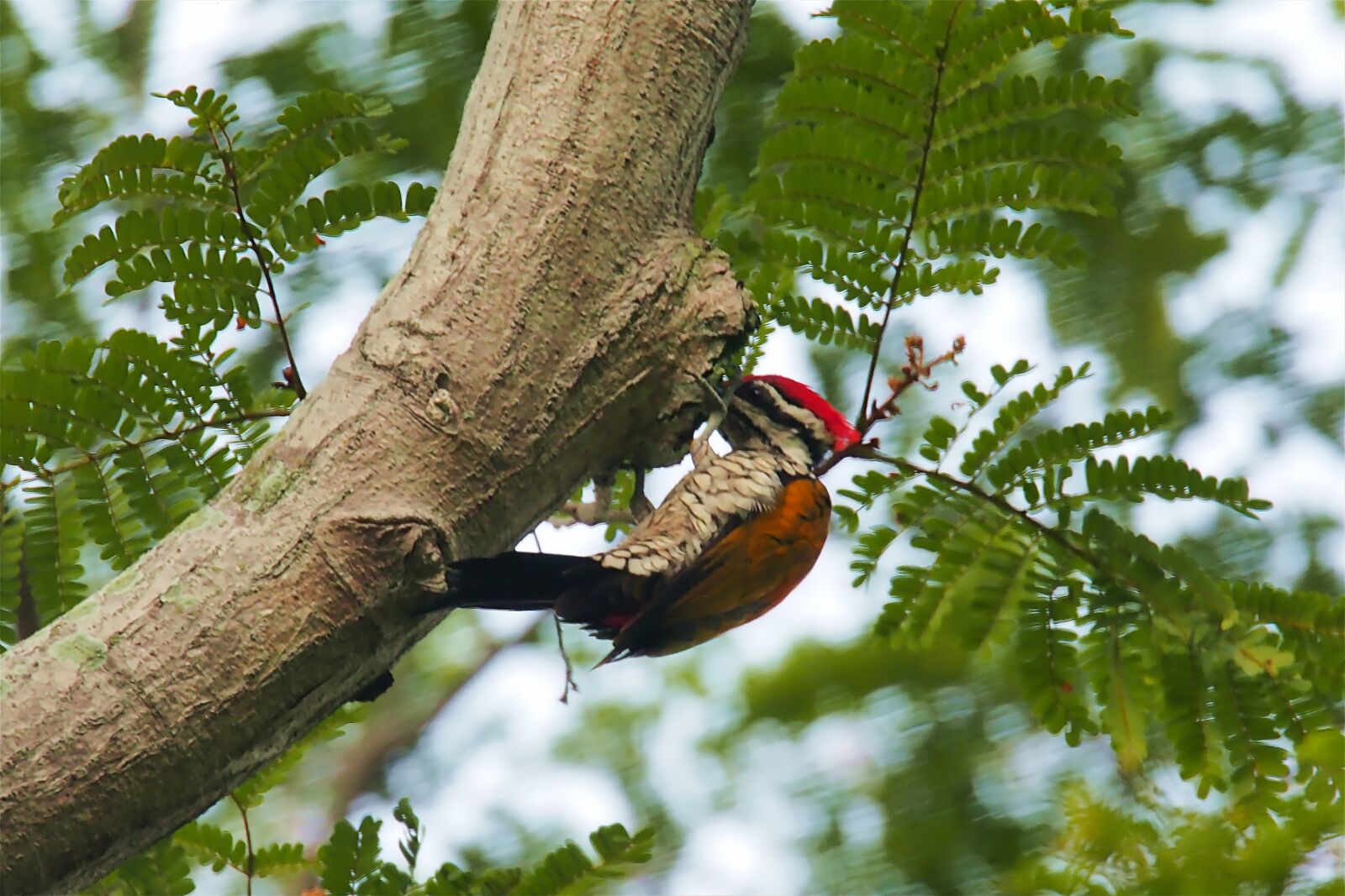 Tokina SD 400mm f/5.6 sample photo. Flame back woodpecker male photography