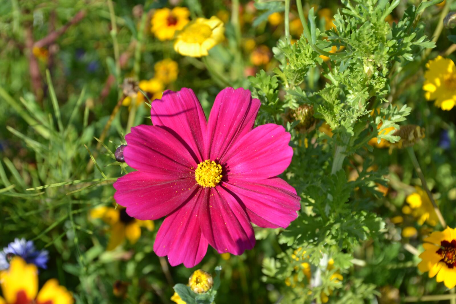 Nikon D3100 sample photo. Flowers, flower meadow, cosmea photography