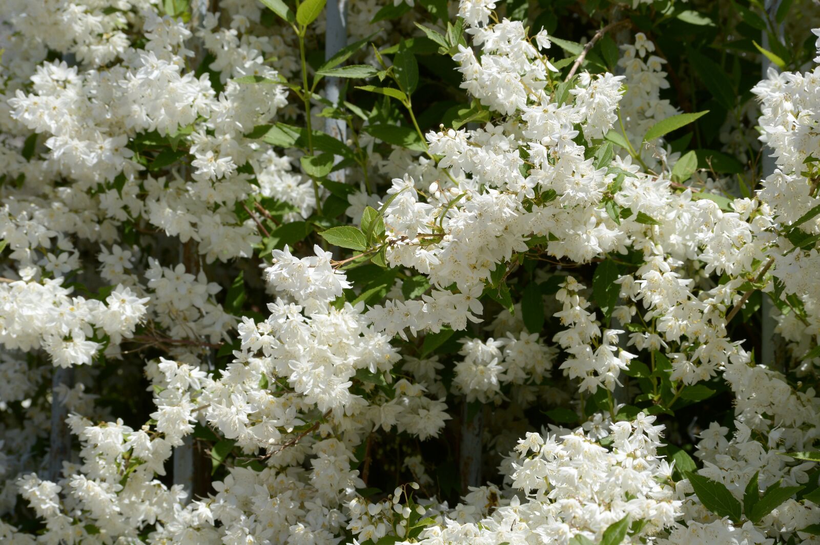 Nikon D3200 sample photo. White flower, spring, bush photography
