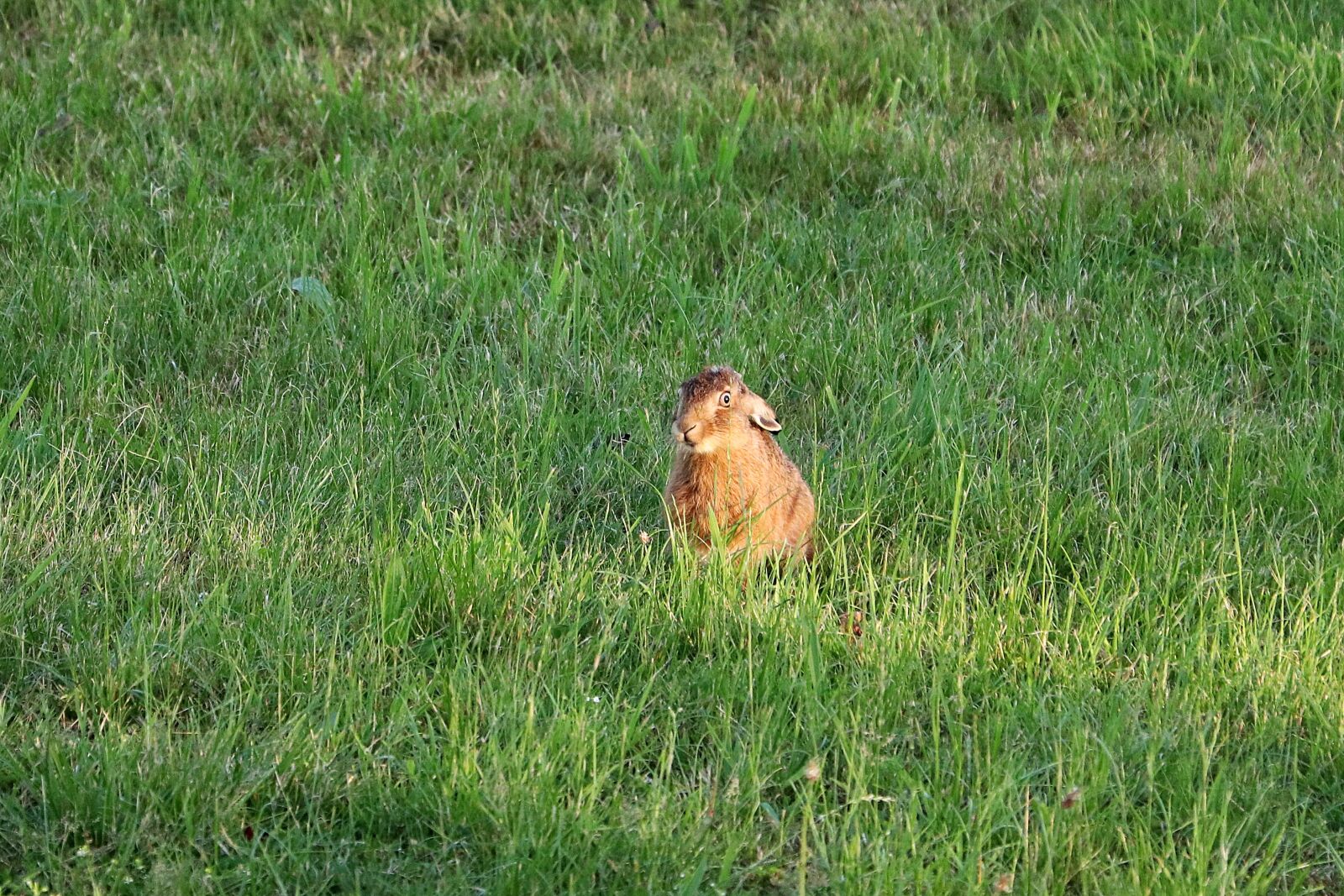 Canon EF 70-300 F4-5.6 IS II USM sample photo. Hare, rabbit, meadow photography