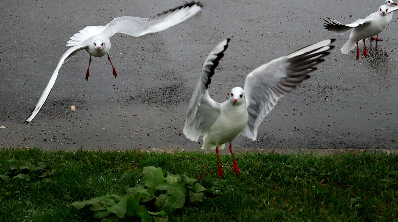Canon PowerShot G1 X Mark III sample photo. Birds, seagulls, flight photography