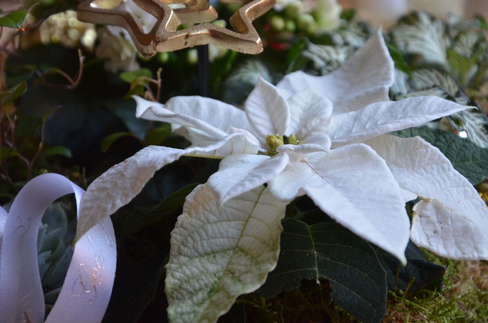 Nikon D7000 sample photo. Poinsettia, flower, christmas flower photography