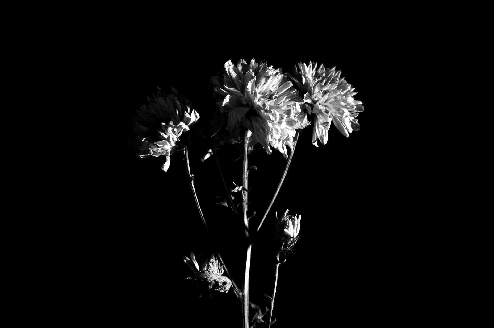 Nikon D3200 sample photo. Dry, nature, plant photography
