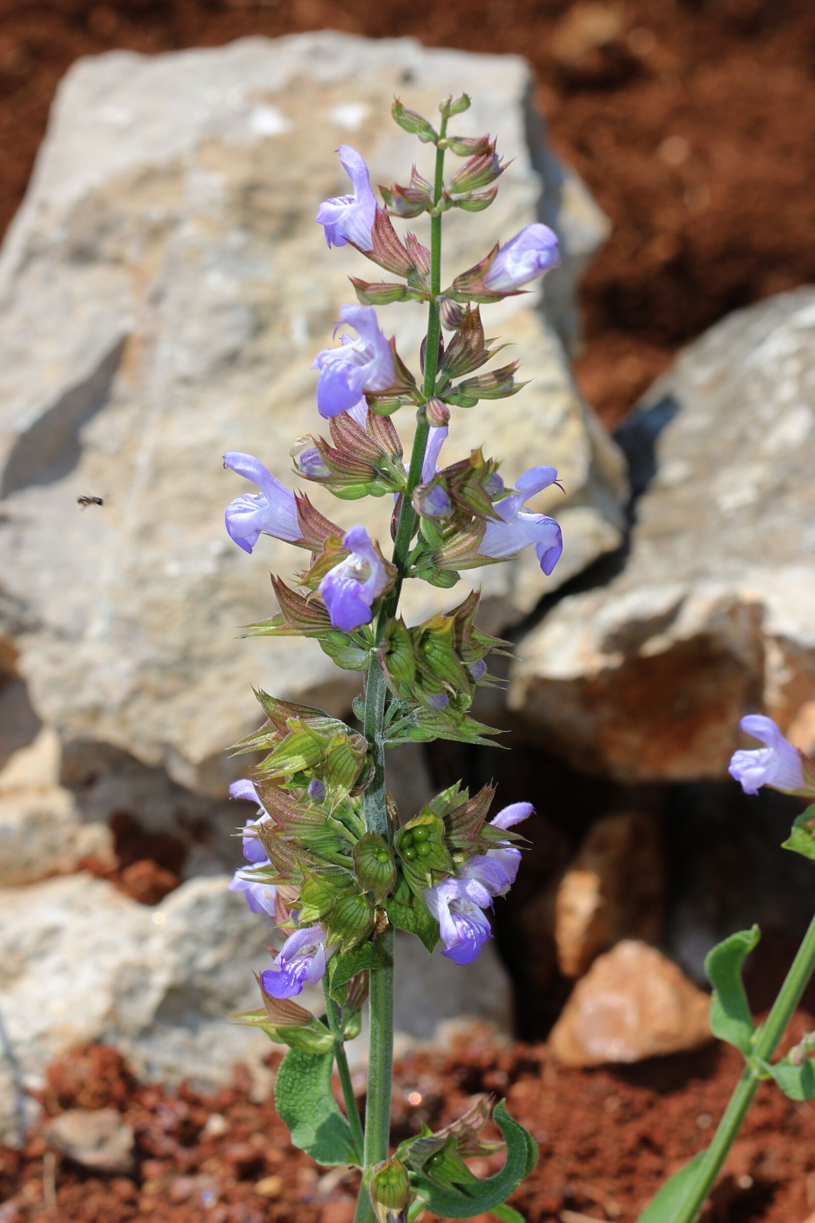 Canon EOS 700D (EOS Rebel T5i / EOS Kiss X7i) + Canon EF 50mm F1.8 STM sample photo. Sage, sage flowers, sage photography