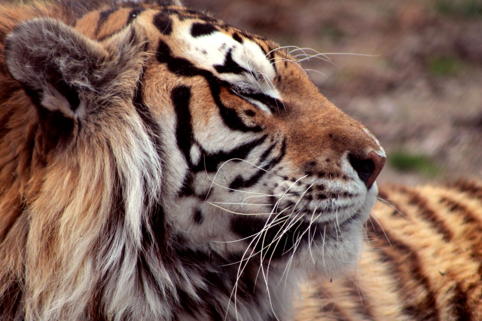 Canon EOS 1100D (EOS Rebel T3 / EOS Kiss X50) sample photo. Big, cat, tiger photography