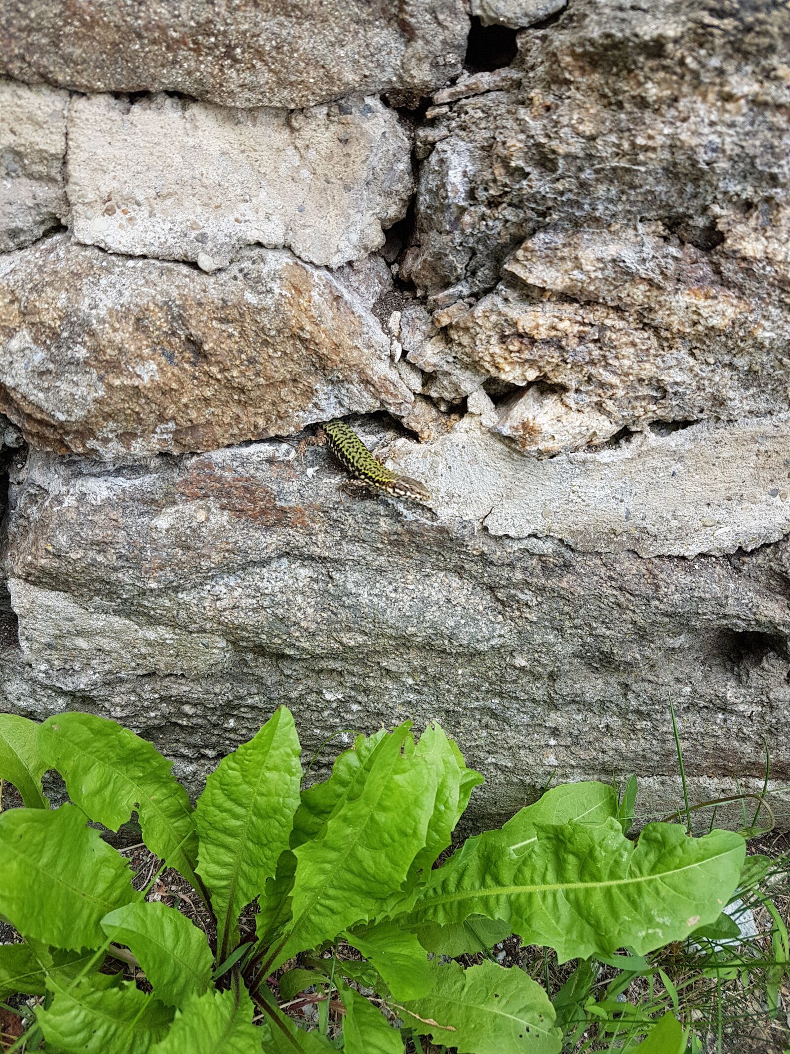 Samsung Galaxy S7 Edge sample photo. Animal, nature, salamander photography