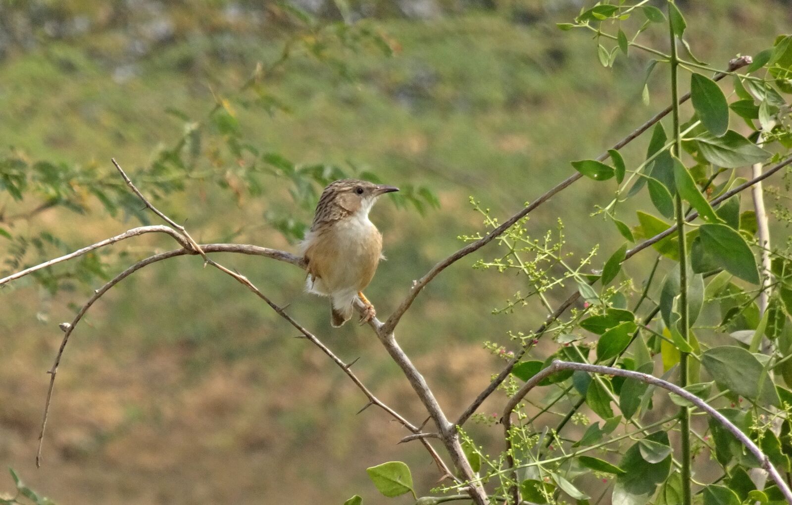 Sony Cyber-shot DSC-HX90V sample photo. Bird, common babbler, argya photography