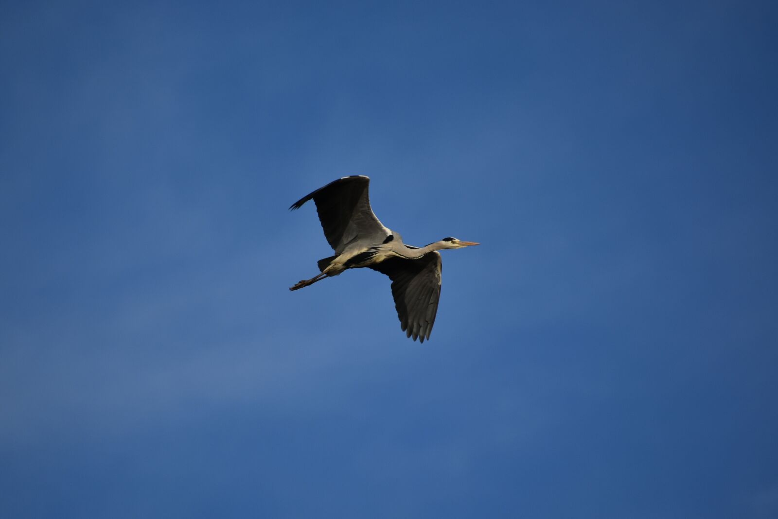 Nikon D7200 sample photo. Animal, sky, bird photography