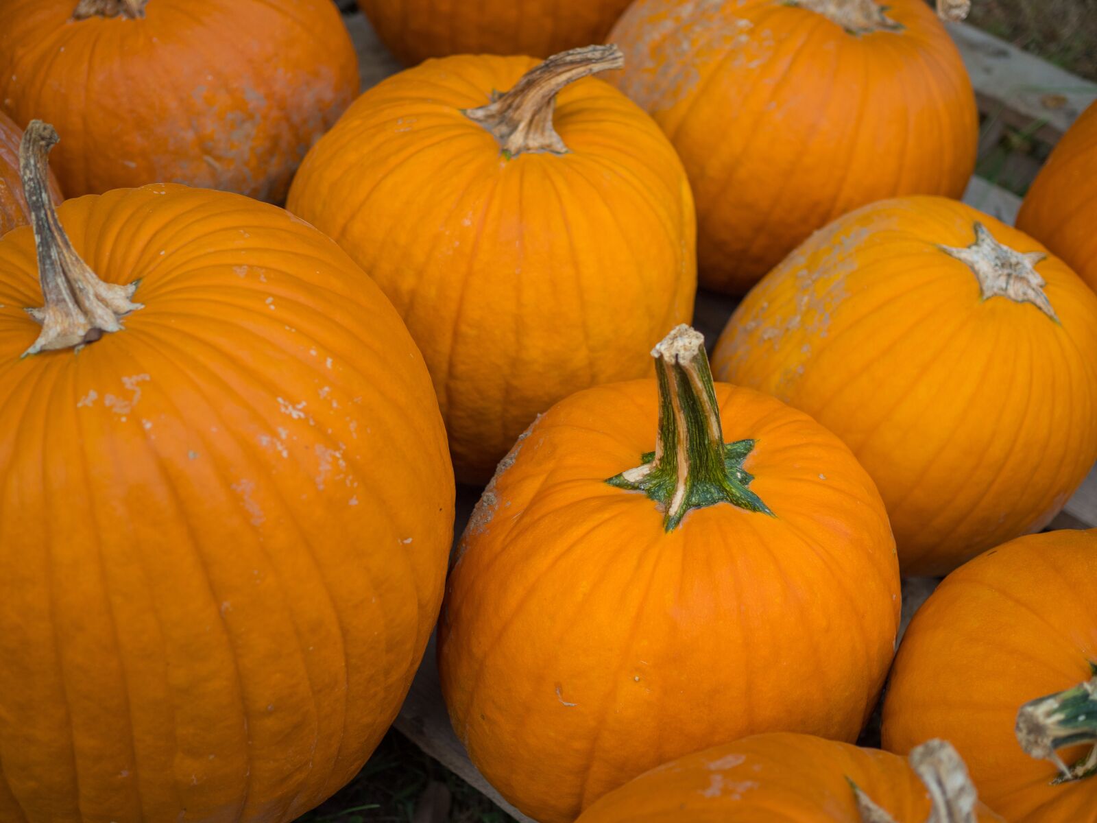 Olympus OM-D E-M1 Mark II + Olympus M.Zuiko Digital 25mm F1.8 sample photo. Pumpkins, patch, thanksgiving photography