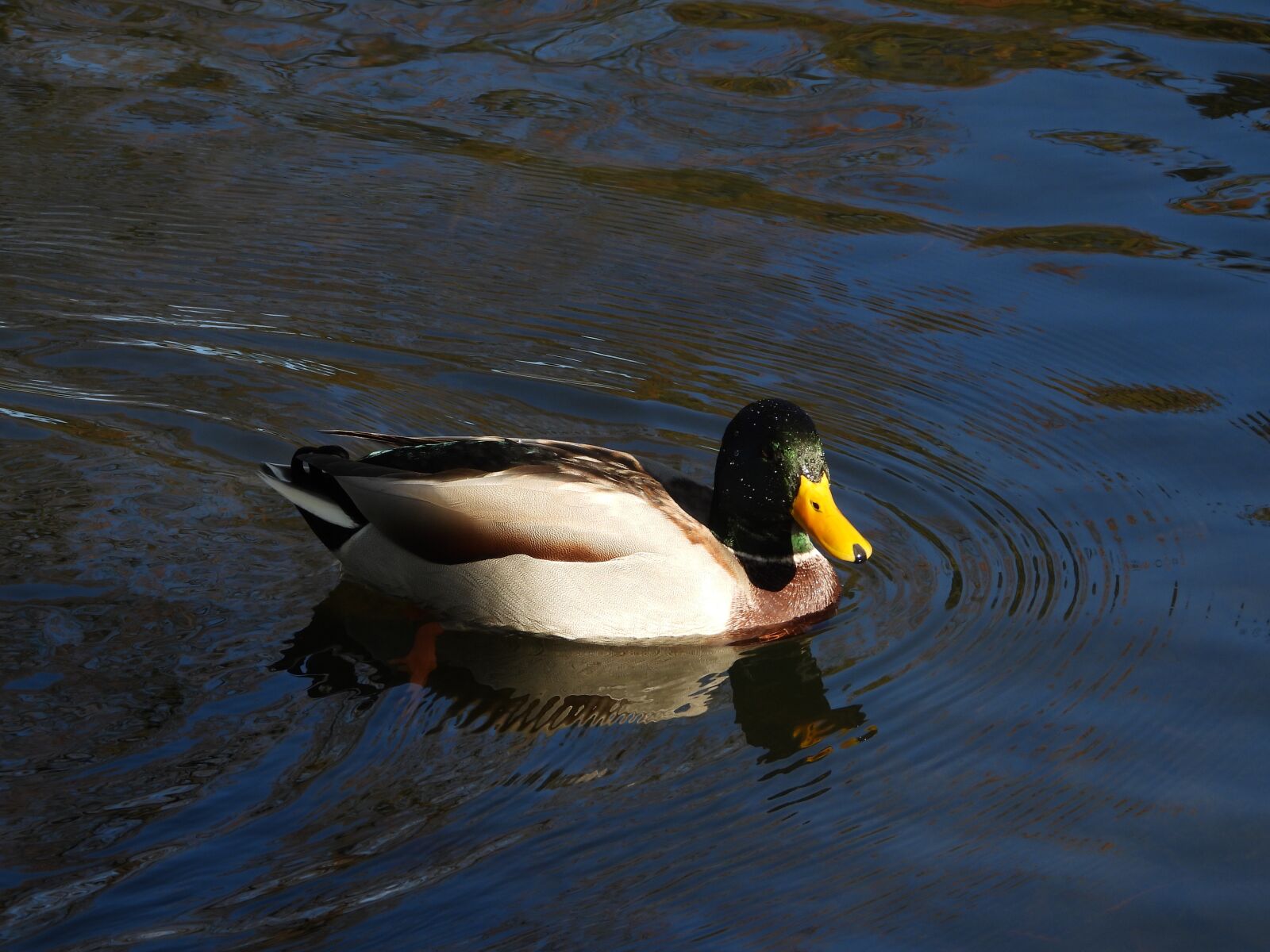 Nikon Coolpix P1000 sample photo. Duck, crossword, bird photography