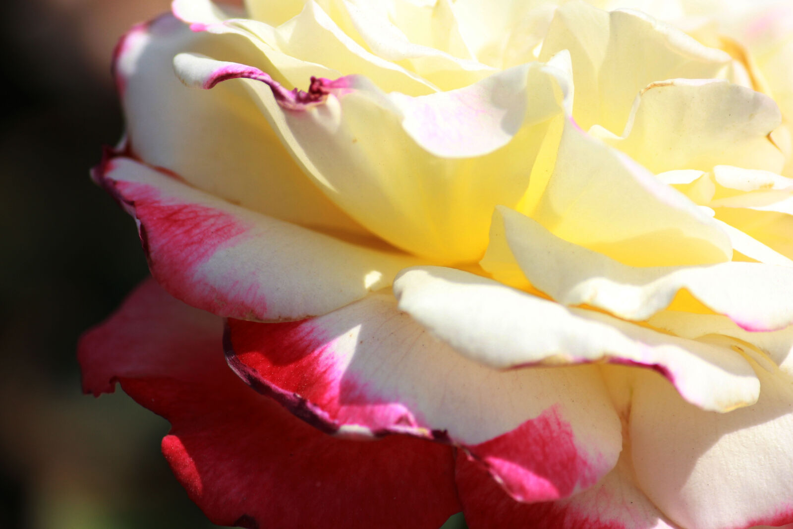 Canon EOS 600D (Rebel EOS T3i / EOS Kiss X5) sample photo. Beautiful, flowers photography