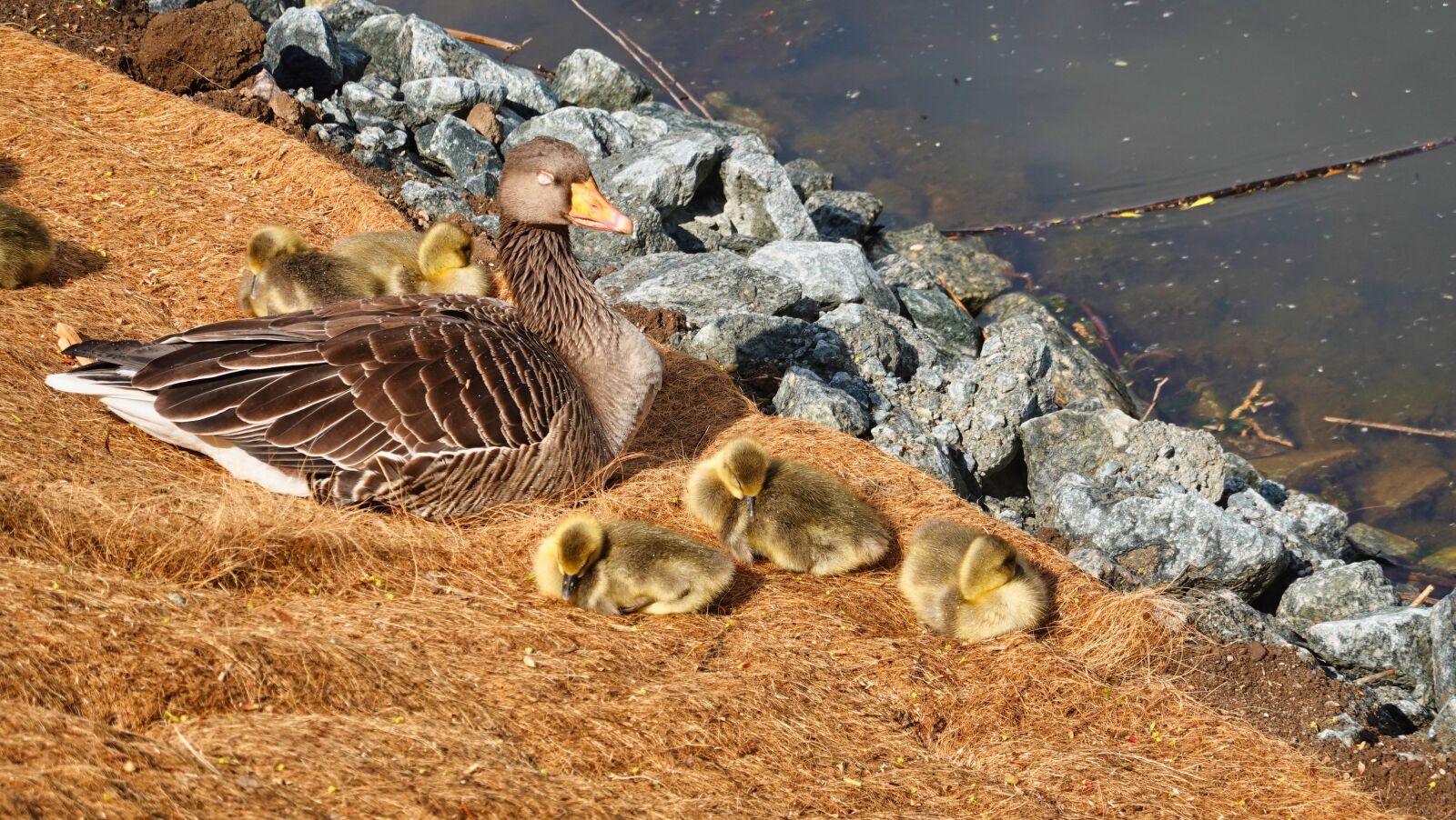 Sony DSC-RX100M7 sample photo. Greylag goose, young, graugans photography