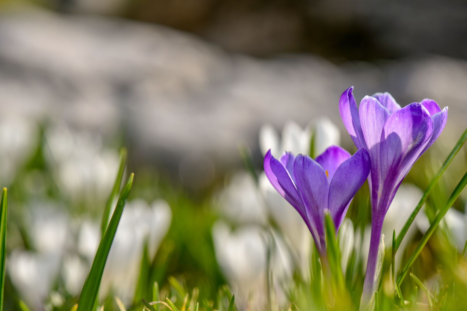Nikon D850 sample photo. Flower, flowers, colorful photography