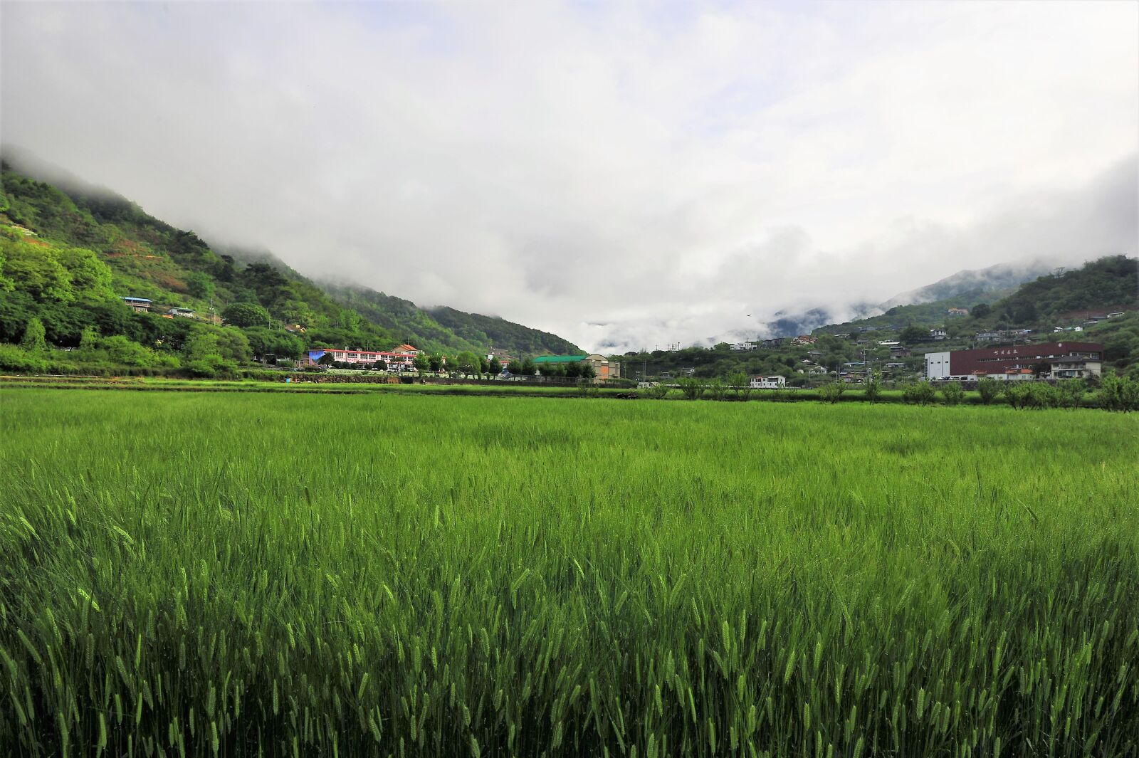 Nikon D3S sample photo. Barley field, landscape, nature photography