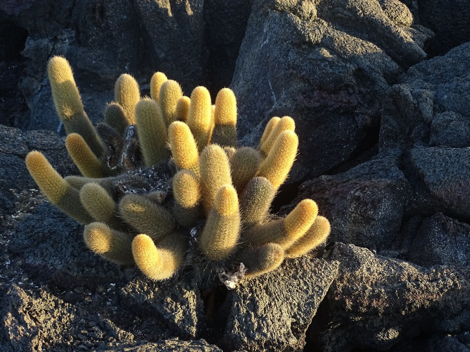 Sony Cyber-shot DSC-HX400V sample photo. Cactus, sunset, galapagos photography