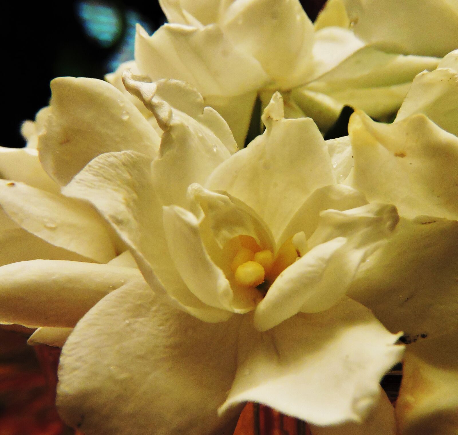 Nikon Coolpix P600 sample photo. Gardenias, flower, white photography