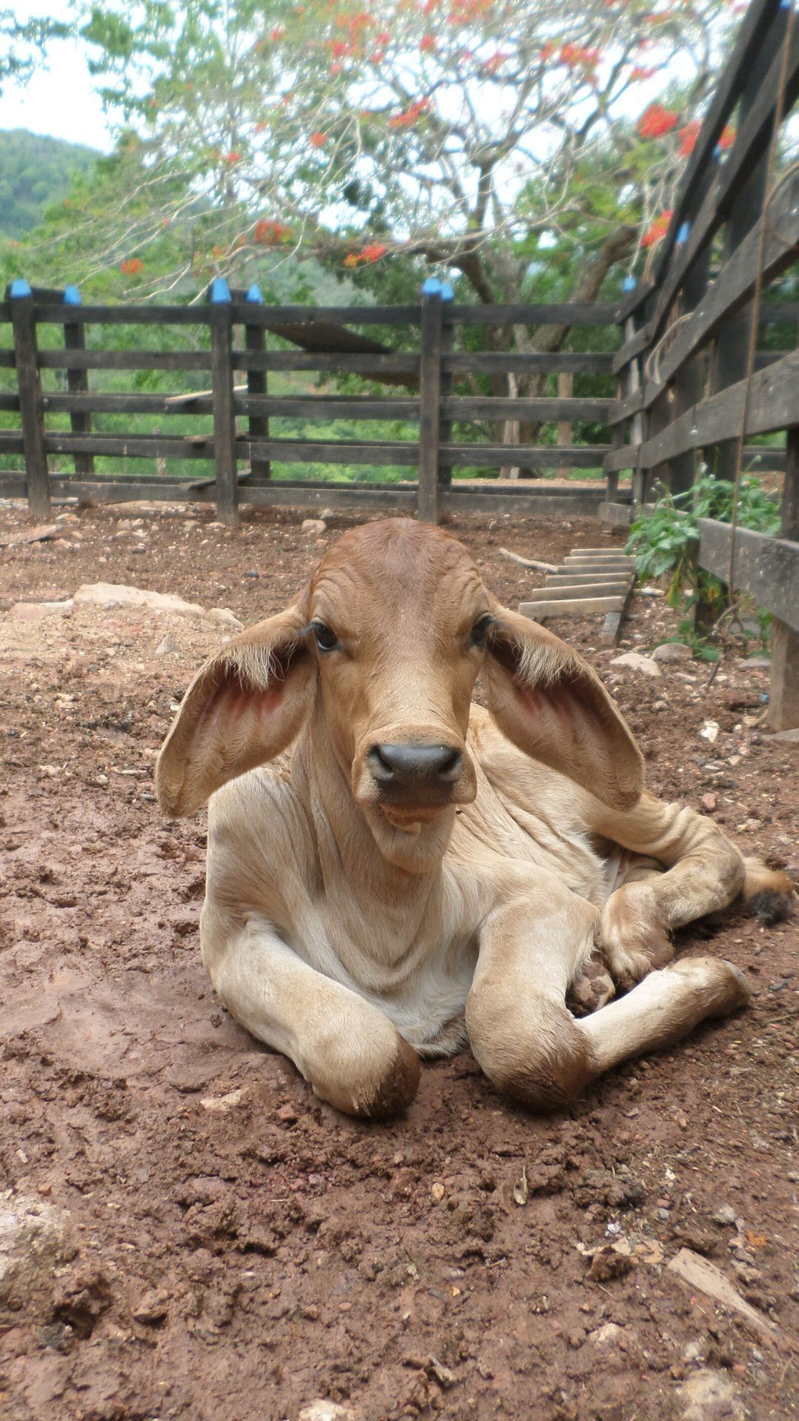 Samsung ST72/ST73 sample photo. Bovine, calf, coral photography