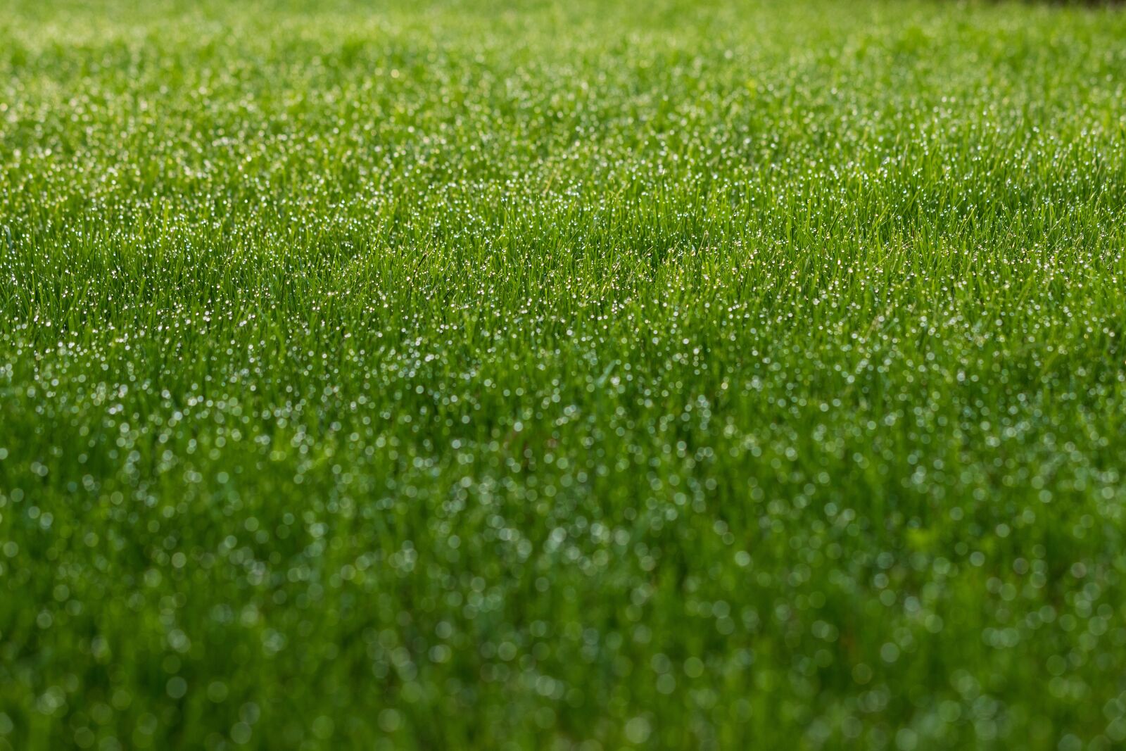 Canon EOS 6D Mark II sample photo. Grass, dew, green photography
