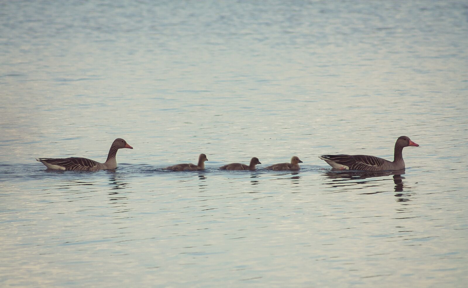 Canon EOS 450D (EOS Rebel XSi / EOS Kiss X2) sample photo. Bird, nature, animal photography