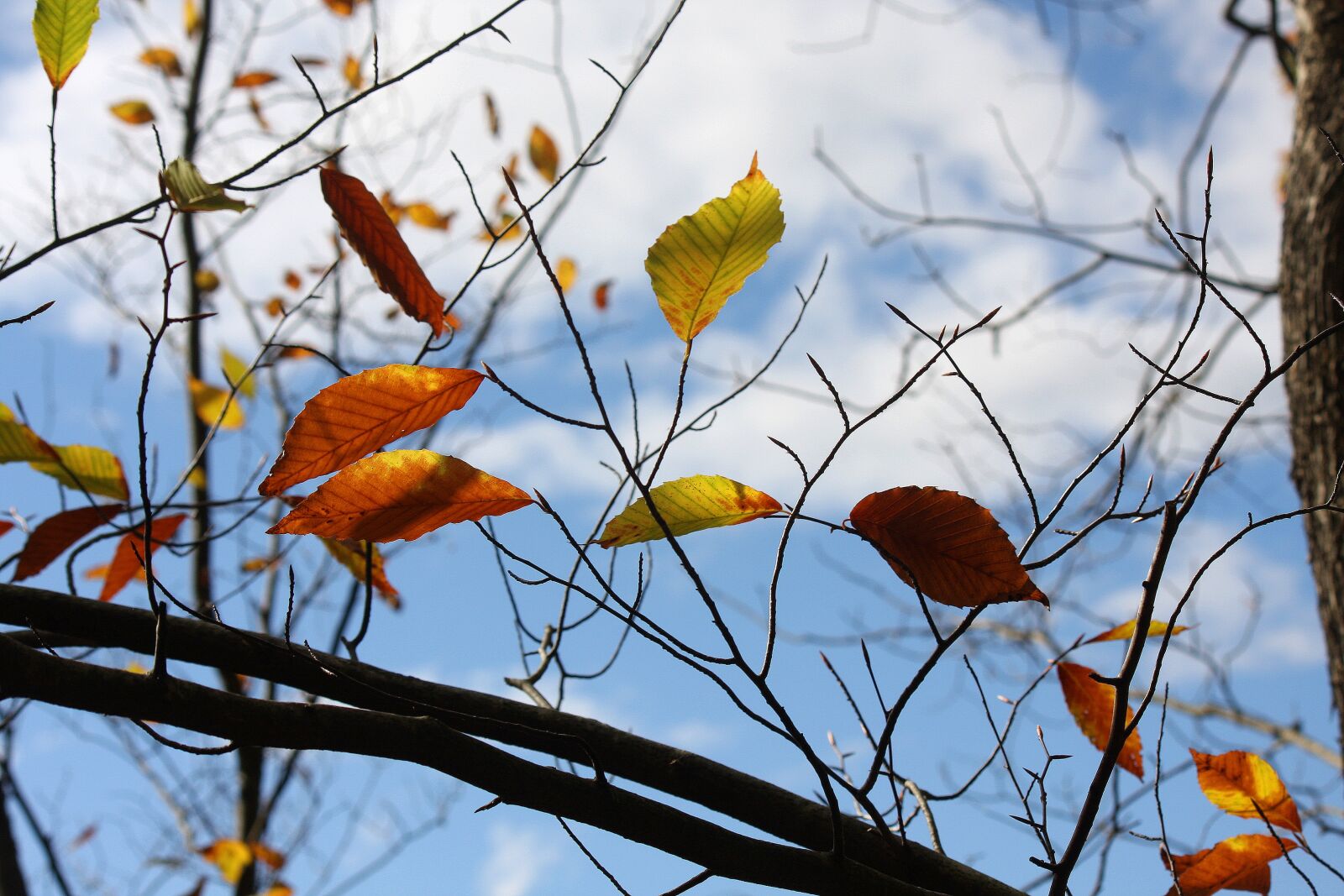 Canon EOS 40D sample photo. Autumn, colorful, leaf photography
