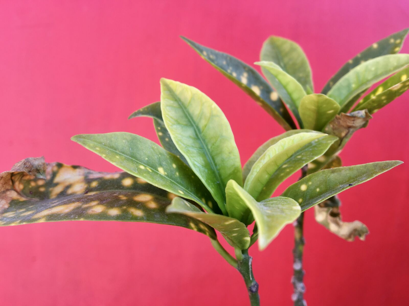 Apple iPhone 6s sample photo. Plant, wall, green photography