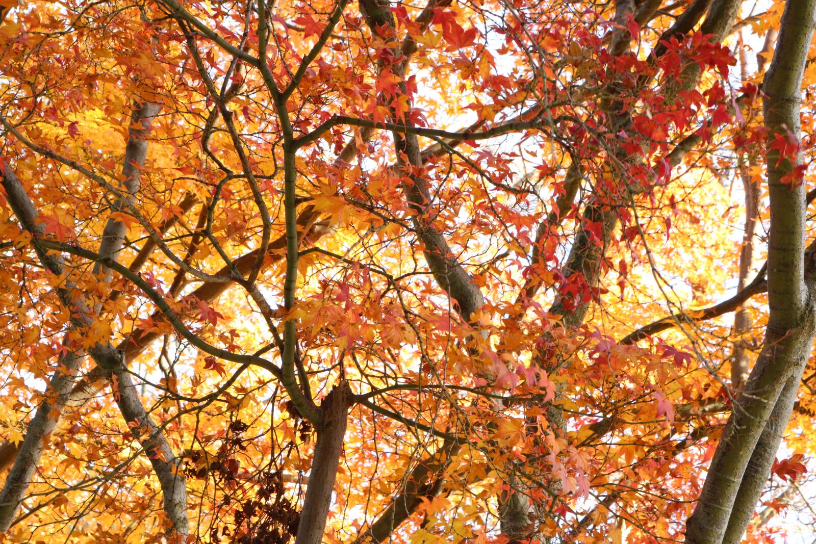 Canon EOS 750D (EOS Rebel T6i / EOS Kiss X8i) sample photo. Autumn, maple, leaves photography