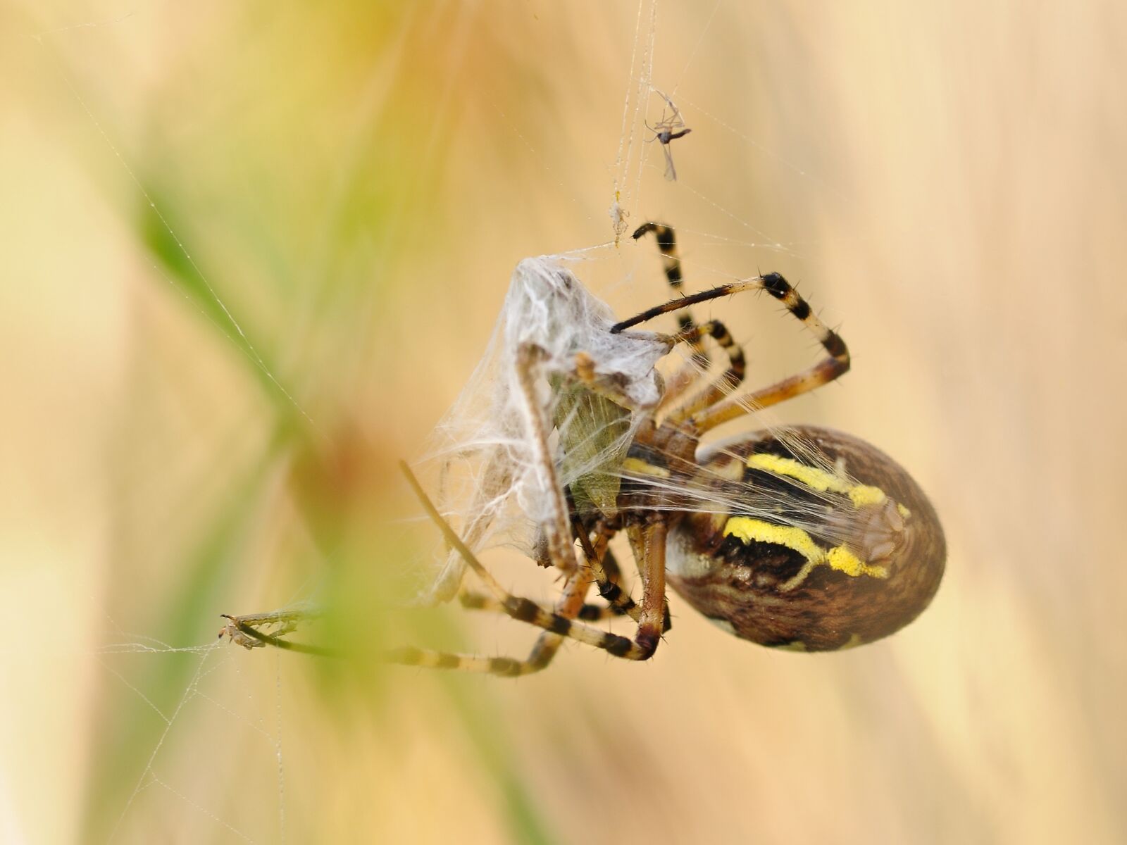 Nikon D300 sample photo. Spider, canvas, prey photography
