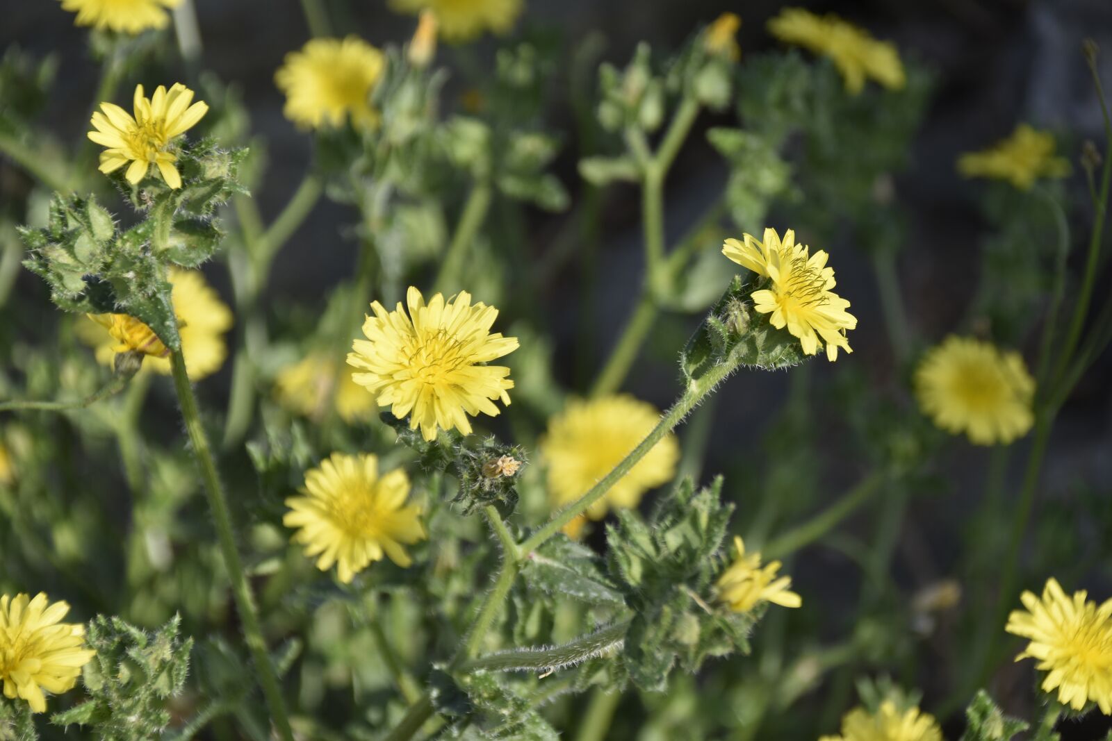 Nikon D5600 sample photo. Flower, wild flowers, flower photography