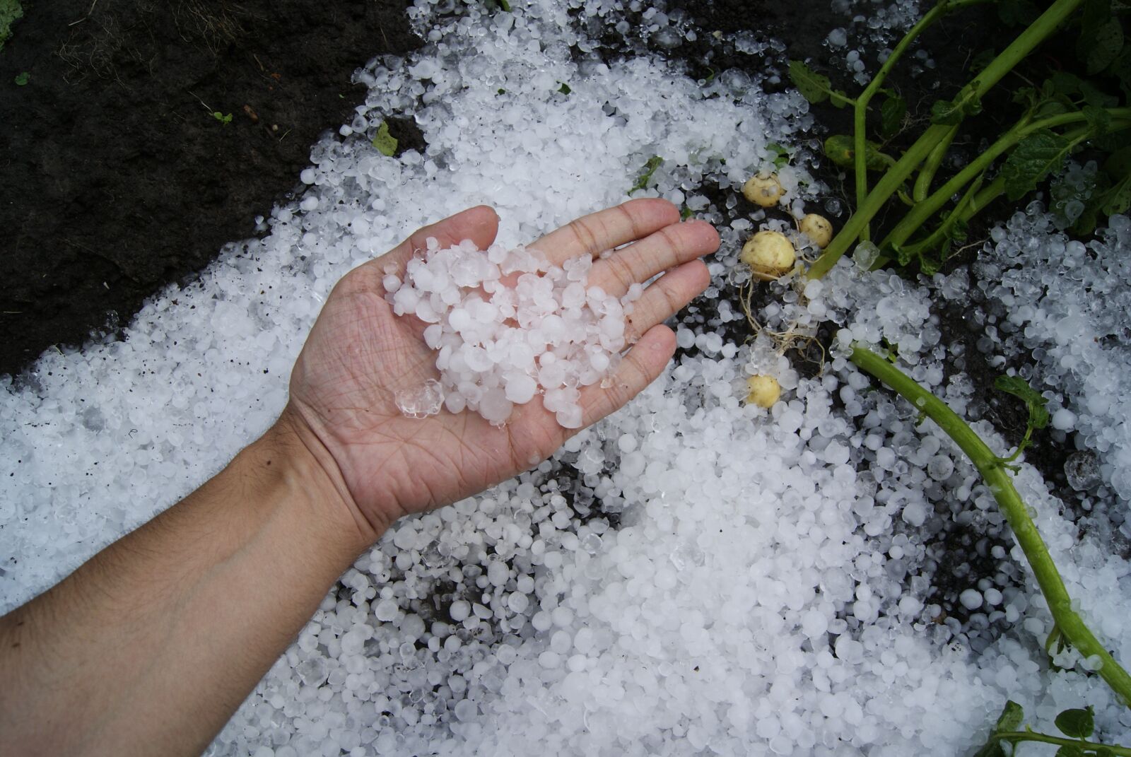 Sony Alpha DSLR-A230 sample photo. First snow, hail, letotakoeleto photography
