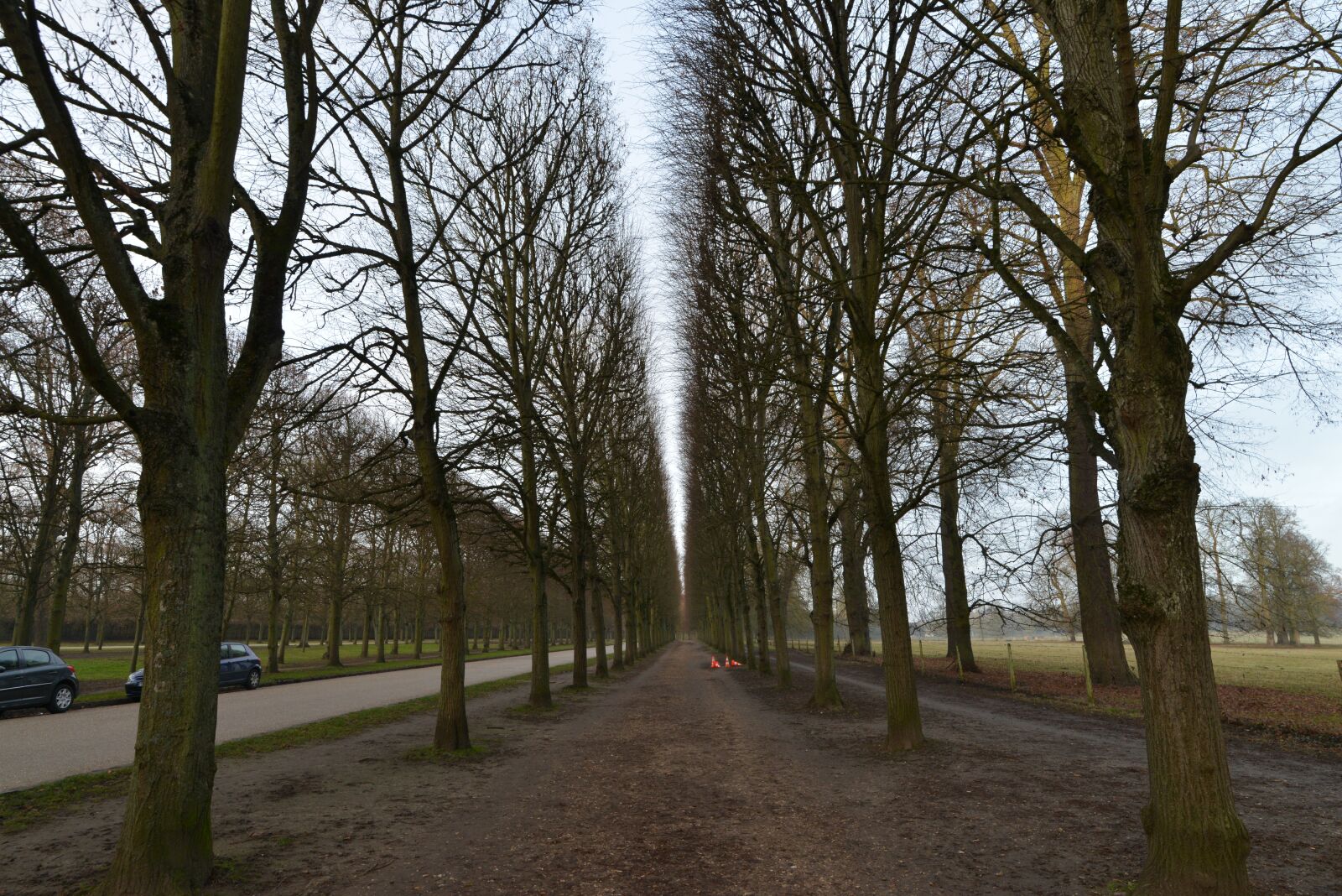 Nikon D800 sample photo. Avenue, wood, forest road photography