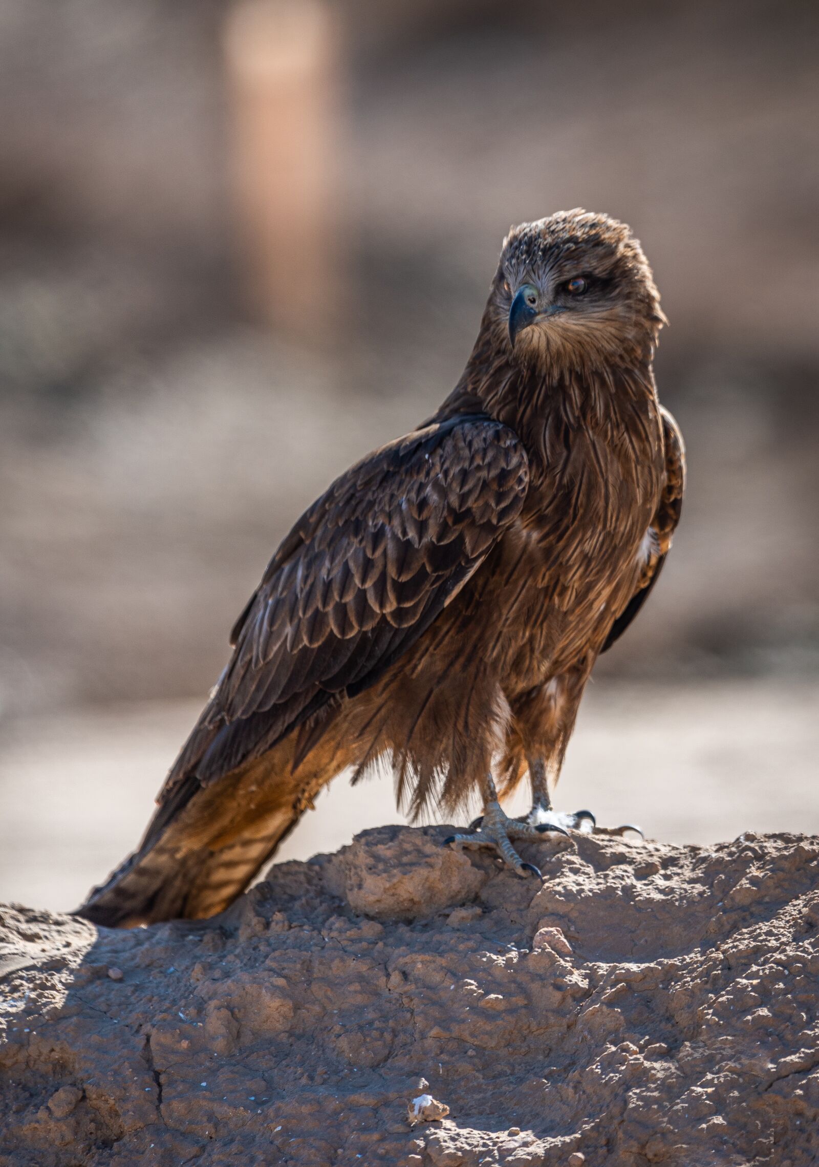 Nikon D810 sample photo. Bird, eagle, wings photography