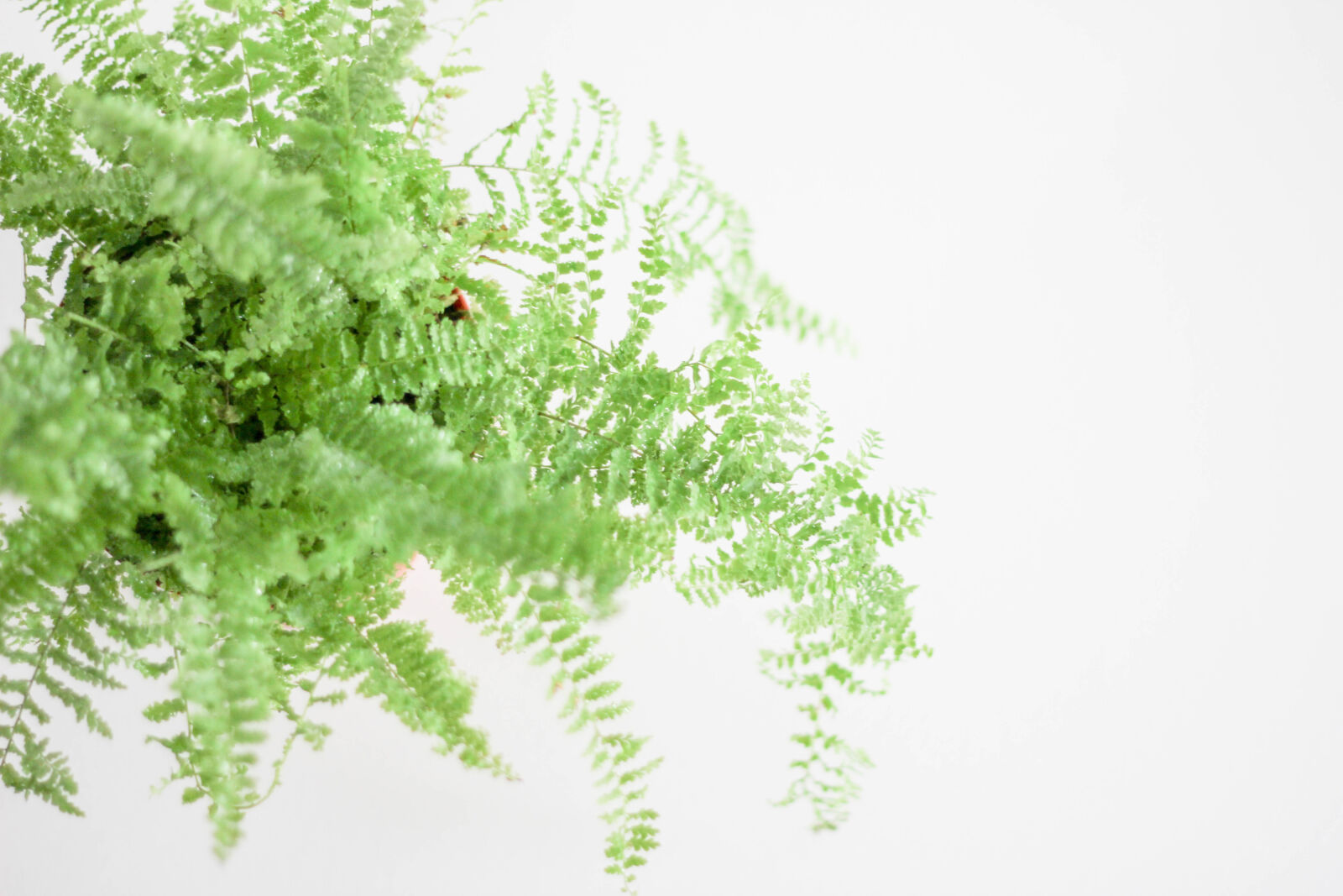 Canon EOS 60D + Canon EF 50mm F1.8 II sample photo. Close, up, fern, leaves photography