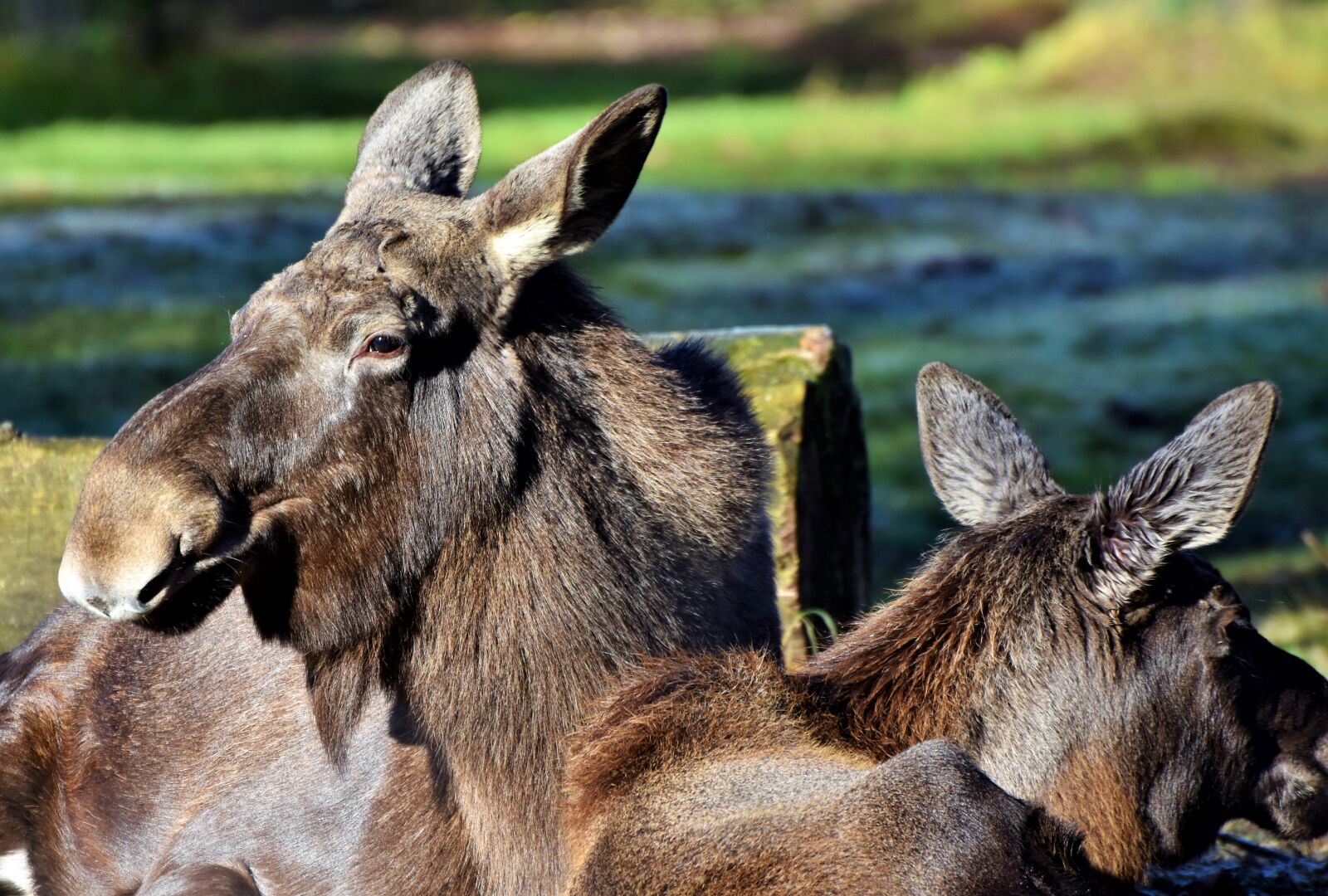 Nikon D7200 sample photo. Moose, elk park, sweden photography