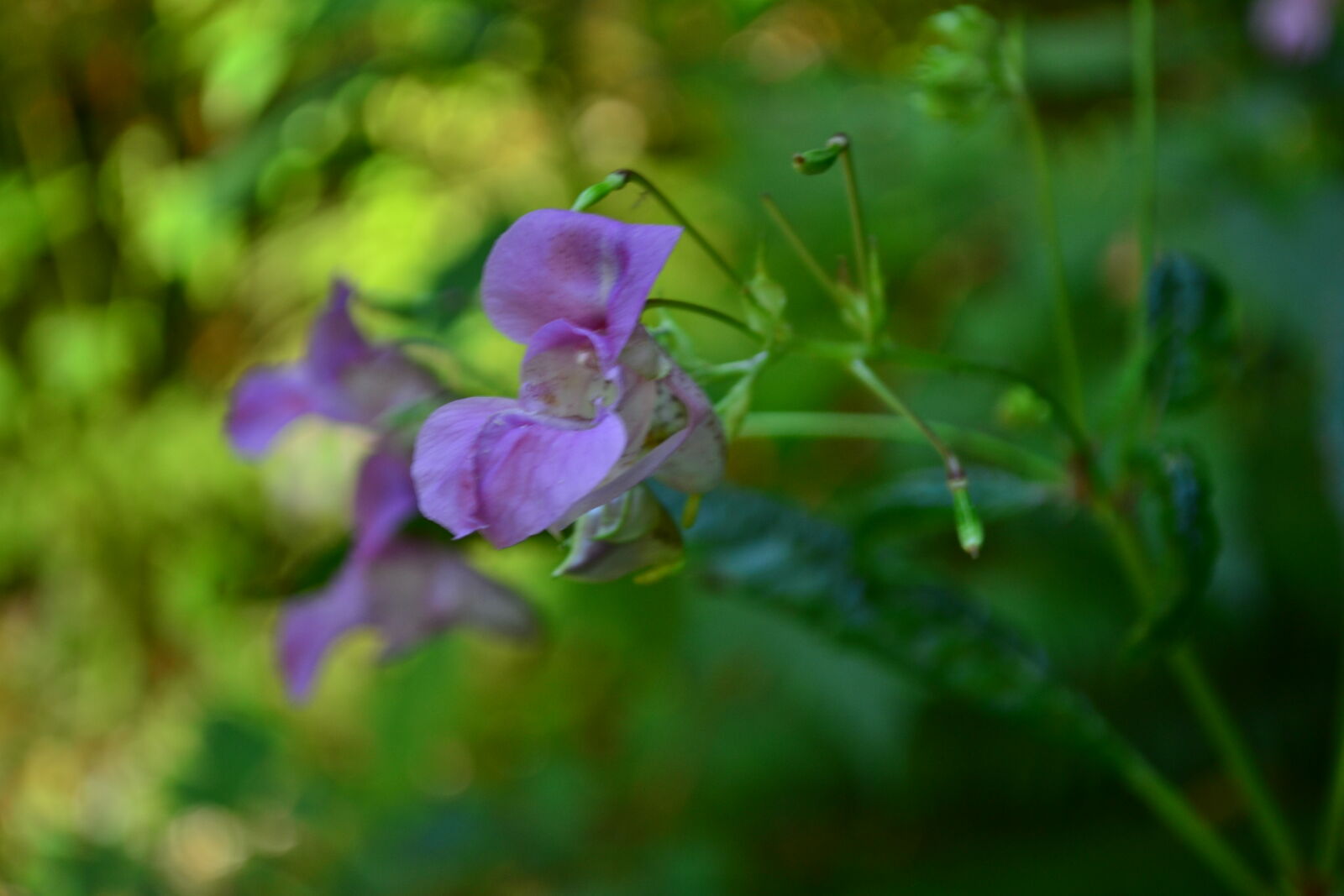 Nikon D3100 sample photo. Flower, green, pink, plants photography