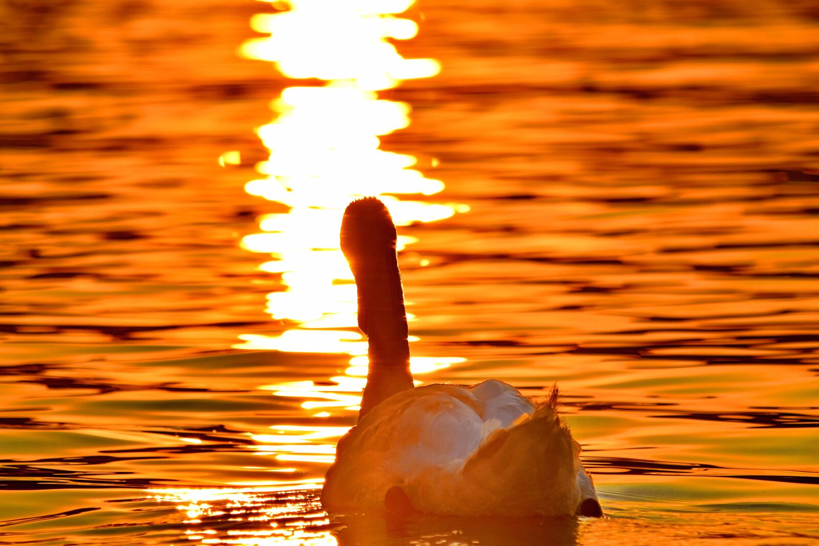 Nikon D5500 sample photo. Beautiful, sunrays, sunset, swan photography