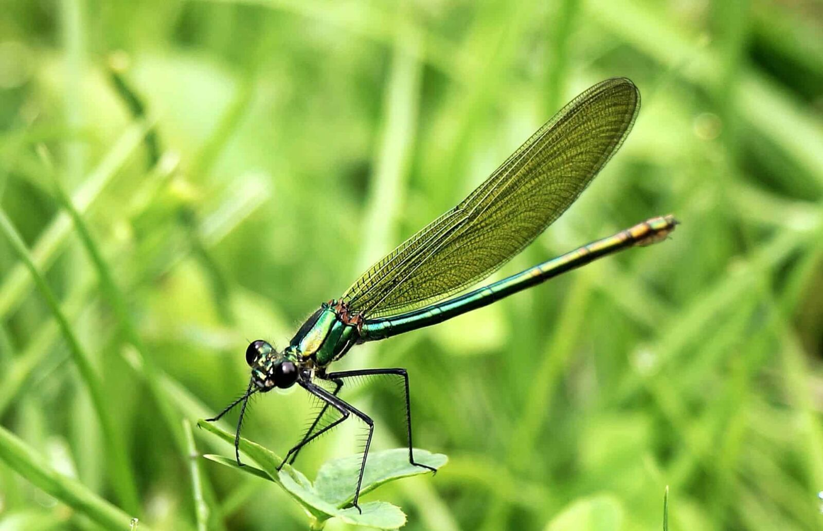 Canon EOS 550D (EOS Rebel T2i / EOS Kiss X4) sample photo. Dragonfly, arthropod, insect, wildlife photography