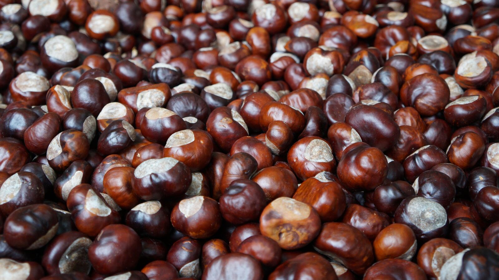 Sony Alpha a3000 sample photo. Chestnut, brown, horse chestnut photography