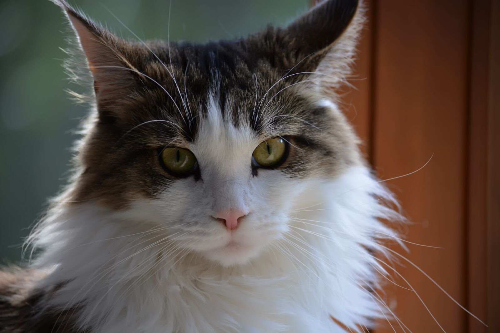 Nikon D5200 sample photo. Kaisa, maine coon, cat photography