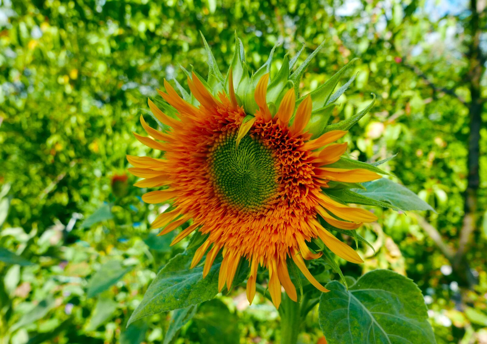 Panasonic Lumix DMC-LX100 sample photo. Nature, plant, flower photography