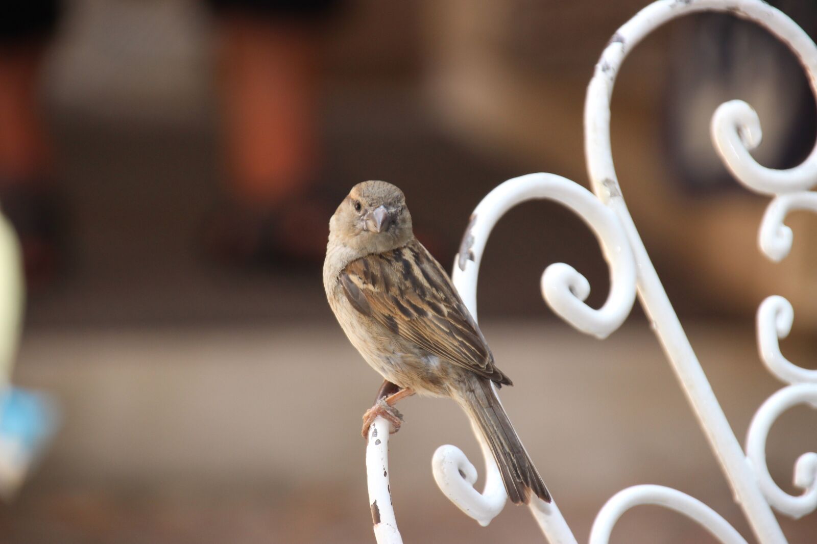 Canon EOS 600D (Rebel EOS T3i / EOS Kiss X5) sample photo. Sparrow, bird, animal photography