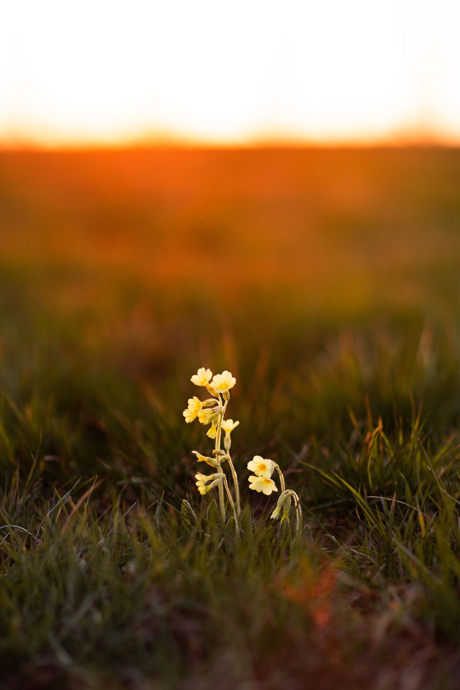 Canon EOS 6D + Canon EF 85mm F1.2L II USM sample photo. Flower, sunset, nature photography