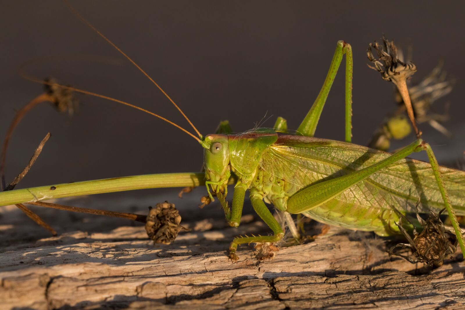 Canon EOS 80D sample photo. Insect, grasshopper, nature photography