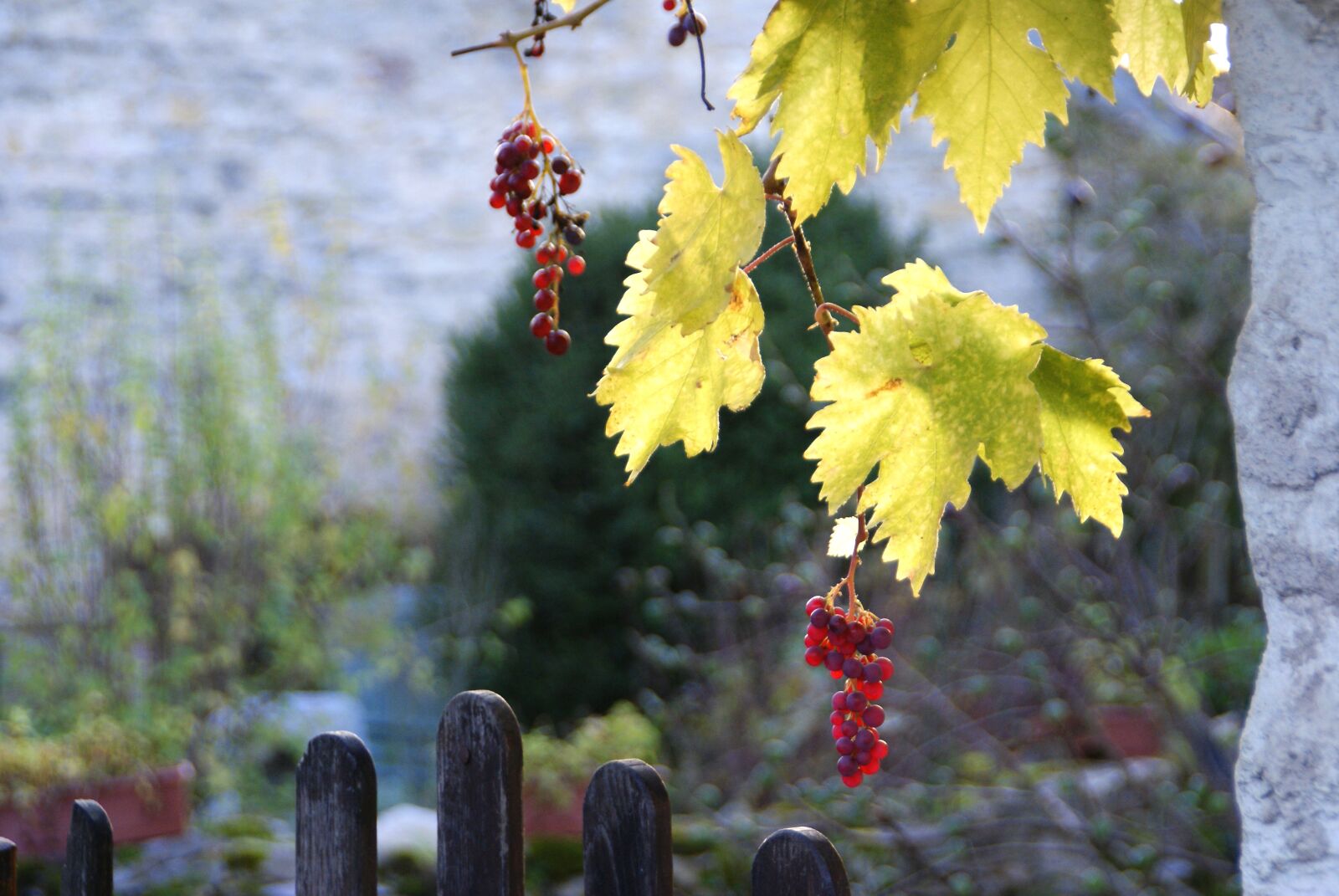 Sony Alpha DSLR-A300 sample photo. Vine, vintage, wine photography
