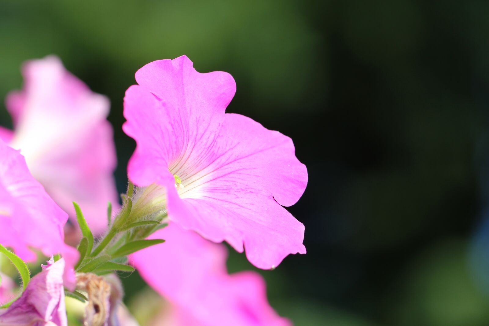 Canon EOS 7D Mark II sample photo. Petunia, flower, pink flower photography
