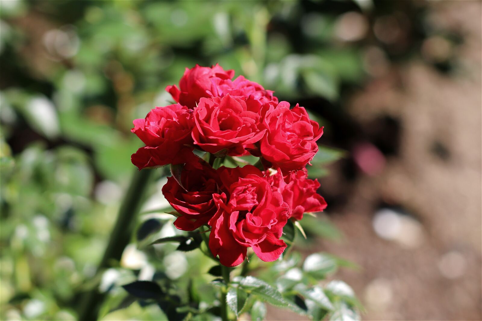 Canon EF 50mm F1.4 USM sample photo. Rose, red, rose bloom photography