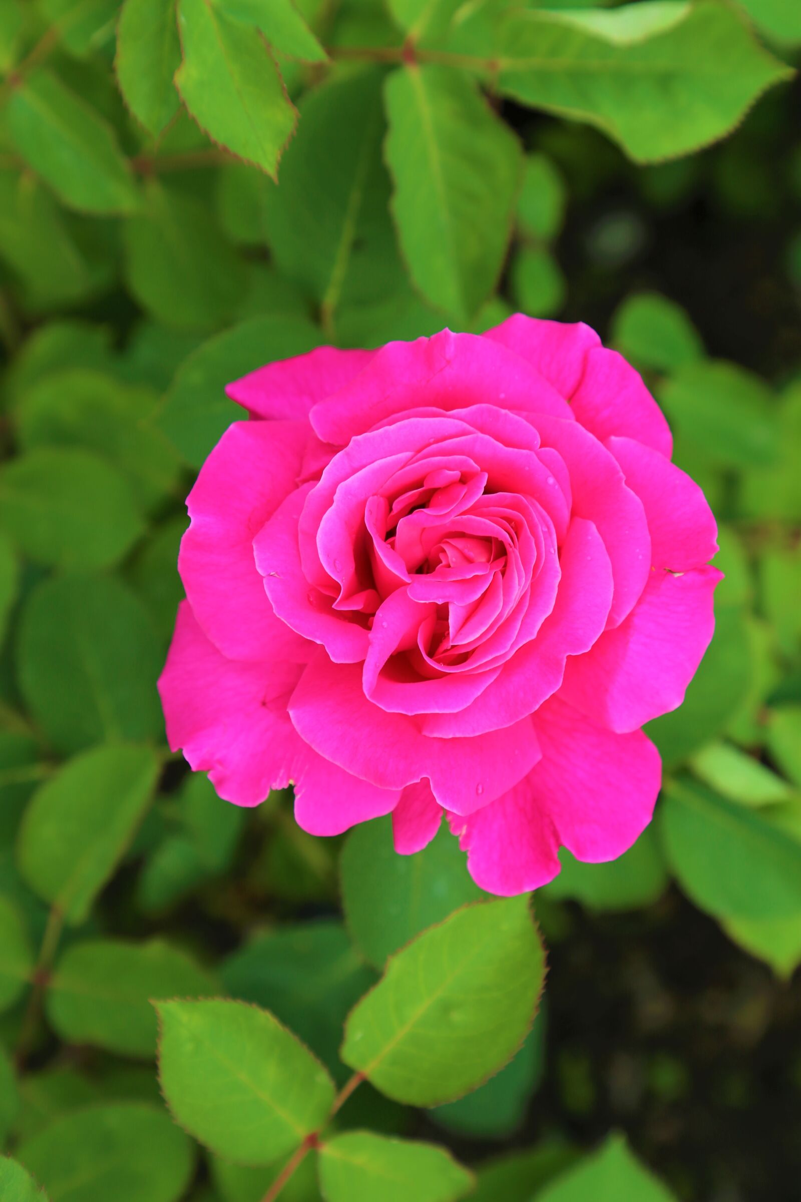 Canon EF 24-105mm F4L IS USM sample photo. Rose, pink roses, gulpembe photography