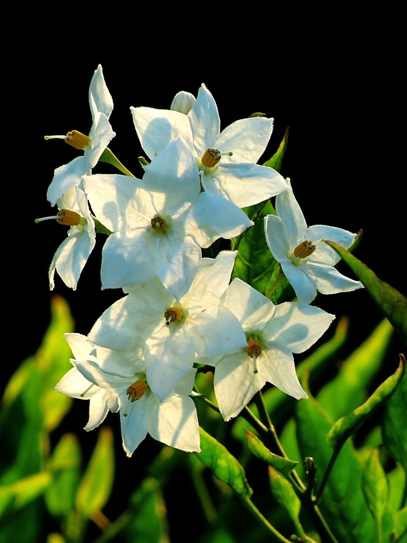 4.3 - 150.5 mm sample photo. White flowers, jasmin-solanum, backlight photography