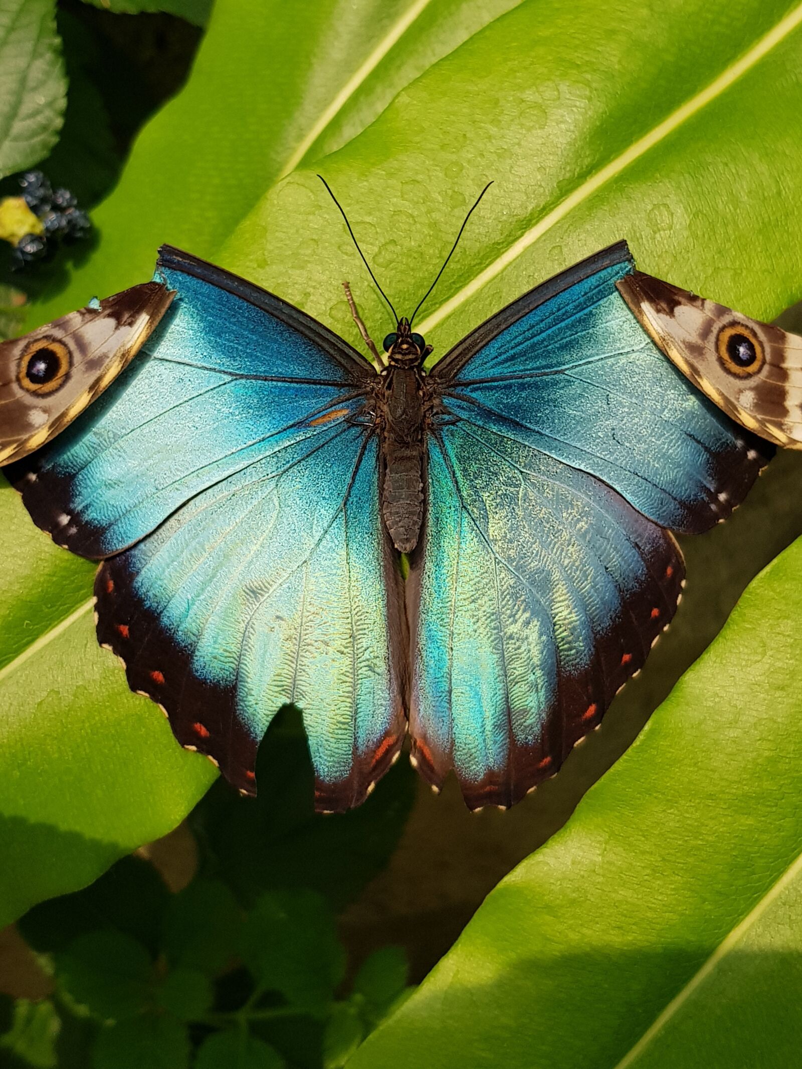 Samsung Galaxy S8 sample photo. Butterfly, tropical, sunny photography